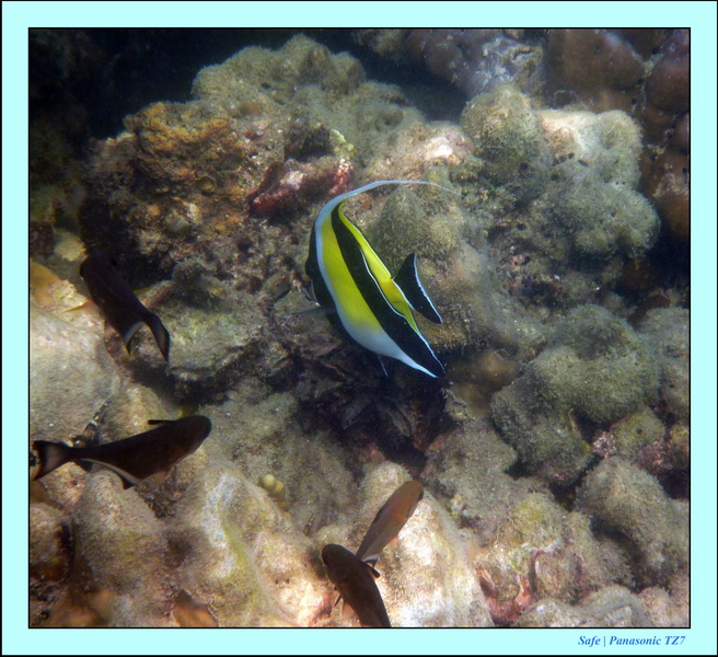 2011 - 03 - Koh Ngai 122
